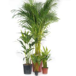 Areca